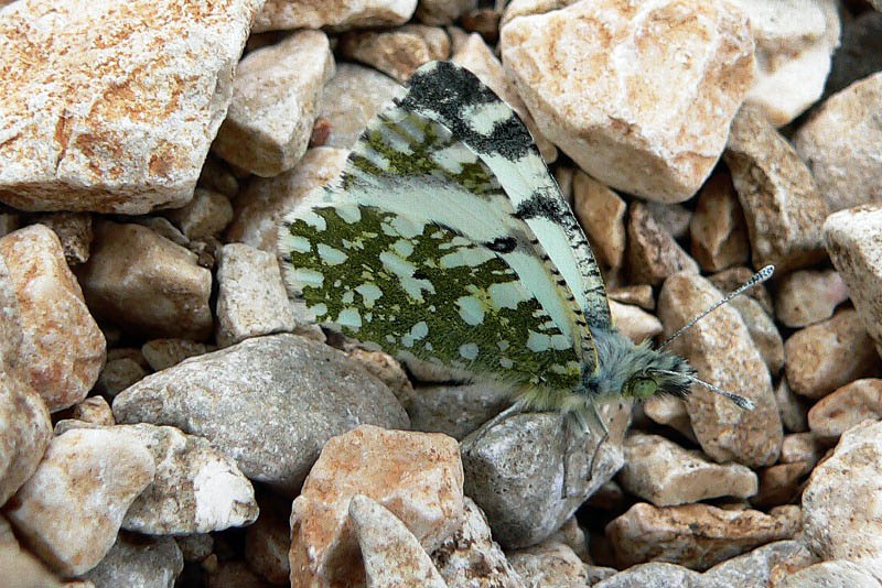 Altra farfalla da identificare : Euchloe insularis